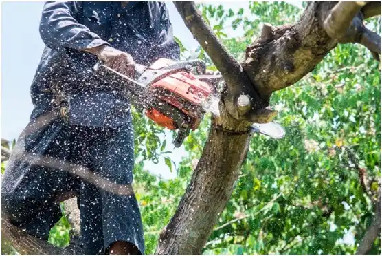 tree services Casper Mountain